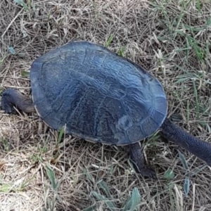 Chelodina longicollis at Dunlop, ACT - 2 Aug 2021