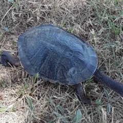 Chelodina longicollis (Eastern Long-necked Turtle) at Jarramlee Pond - 1 Aug 2021 by johnpugh