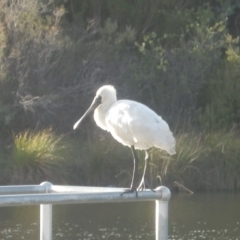 Platalea regia (Royal Spoonbill) at Dunlop, ACT - 20 May 2021 by johnpugh