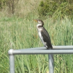 Microcarbo melanoleucos (Little Pied Cormorant) at Jarramlee Pond - 6 Feb 2021 by johnpugh