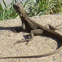 Intellagama lesueurii (Australian Water Dragon) at Dunlop, ACT - 13 Mar 2020 by johnpugh