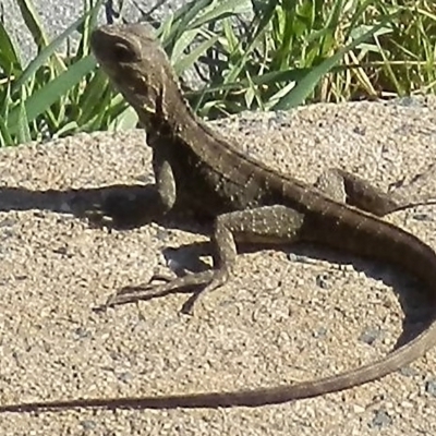 Intellagama lesueurii (Australian Water Dragon) at Dunlop, ACT - 13 Mar 2020 by johnpugh