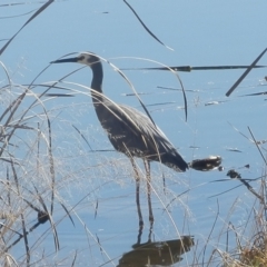 Egretta novaehollandiae (White-faced Heron) at Dunlop, ACT - 30 Jul 2020 by johnpugh