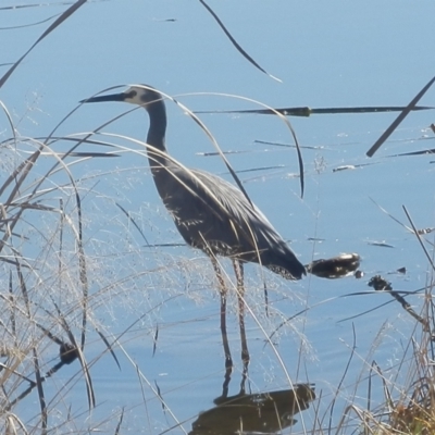 Egretta novaehollandiae (White-faced Heron) at Dunlop, ACT - 31 Jul 2020 by johnpugh