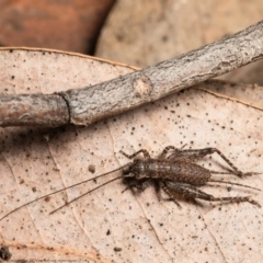 Eurepa marginipennis (Mottled bush cricket) at Downer, ACT - 4 Aug 2021 by Roger