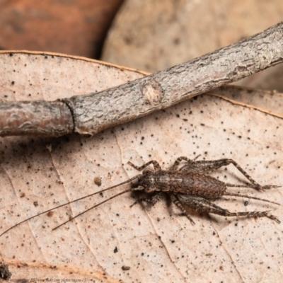 Eurepa marginipennis (Mottled bush cricket) at Black Mountain - 4 Aug 2021 by Roger