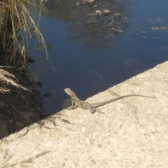 Intellagama lesueurii (Australian Water Dragon) at Dunlop, ACT - 25 Jan 2020 by johnpugh