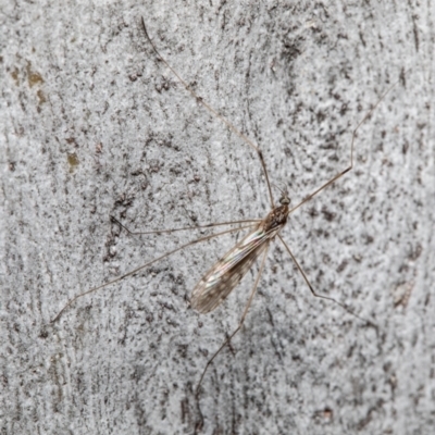 Limoniidae (family) (Unknown Limoniid Crane Fly) at Downer, ACT - 4 Aug 2021 by Roger