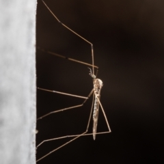 Limoniidae (family) at Downer, ACT - 4 Aug 2021