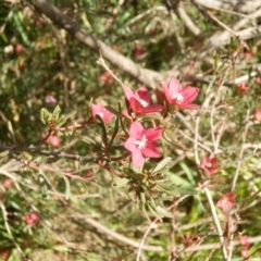 Crowea exalata (Crowea) at Jarramlee Pond - 27 Jun 2021 by johnpugh