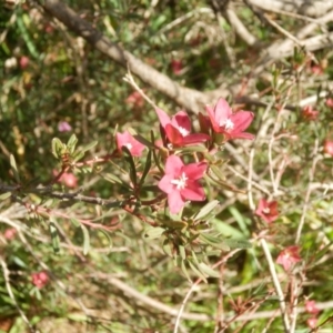 Crowea exalata at Dunlop, ACT - suppressed