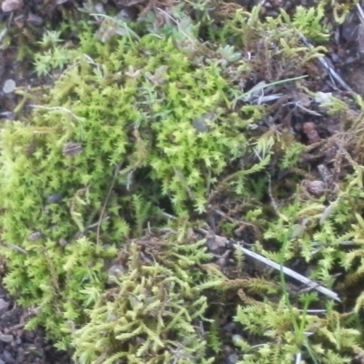 Triquetrella (A trailing moss) at Dunlop, ACT - 9 Jul 2020 by johnpugh