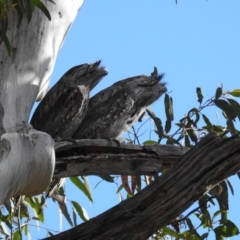 Podargus strigoides (Tawny Frogmouth) at ANBG - 4 Aug 2021 by HelenCross
