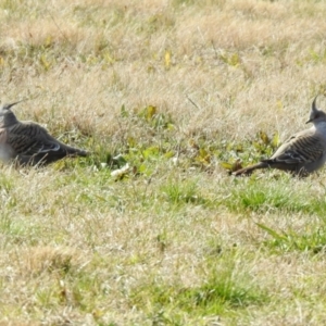 Ocyphaps lophotes at Wanniassa, ACT - 4 Aug 2021