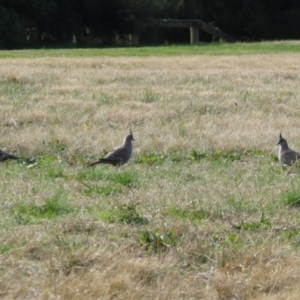 Ocyphaps lophotes at Wanniassa, ACT - 4 Aug 2021