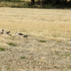 Ocyphaps lophotes at Wanniassa, ACT - 4 Aug 2021