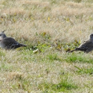 Ocyphaps lophotes at Wanniassa, ACT - 4 Aug 2021