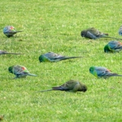 Psephotus haematonotus (Red-rumped Parrot) at Wanniassa, ACT - 4 Aug 2021 by RodDeb