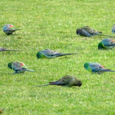 Psephotus haematonotus (Red-rumped Parrot) at Wanniassa, ACT - 4 Aug 2021 by RodDeb