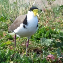 Vanellus miles (Masked Lapwing) at Wanniassa, ACT - 4 Aug 2021 by RodDeb