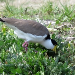 Vanellus miles at Wanniassa, ACT - 4 Aug 2021 12:34 PM