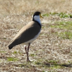 Vanellus miles at Wanniassa, ACT - 4 Aug 2021 12:34 PM