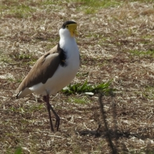 Vanellus miles at Wanniassa, ACT - 4 Aug 2021 12:34 PM