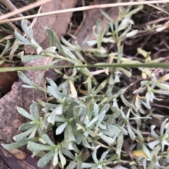 Chrysocephalum apiculatum (Common Everlasting) at Belconnen, ACT - 4 Aug 2021 by Dora