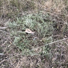 Chrysocephalum apiculatum at Belconnen, ACT - 4 Aug 2021