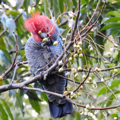 Callocephalon fimbriatum (Gang-gang Cockatoo) at ANBG - 4 Aug 2021 by HelenCross