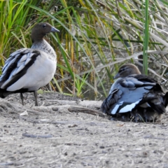 Chenonetta jubata (Australian Wood Duck) at Acton, ACT - 4 Aug 2021 by HelenCross