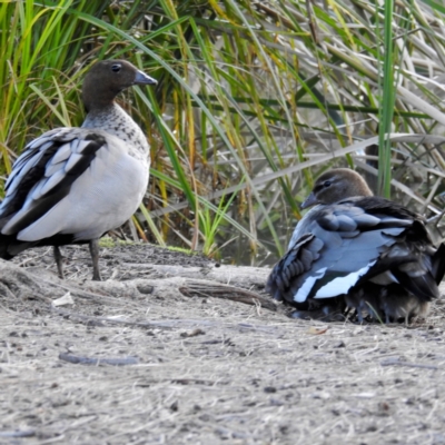 Chenonetta jubata (Australian Wood Duck) at ANBG - 4 Aug 2021 by HelenCross