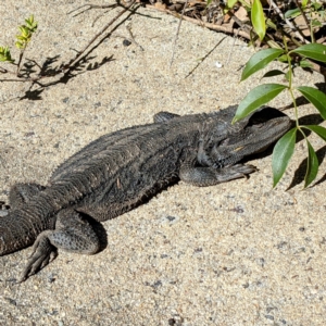 Pogona barbata at Downer, ACT - 4 Aug 2021