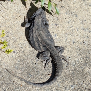 Pogona barbata at Downer, ACT - 4 Aug 2021