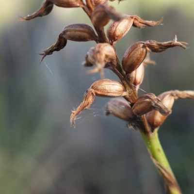 Corunastylis cornuta (Horned Midge Orchid) at MTR591 at Gundaroo - 2 Aug 2021 by MaartjeSevenster