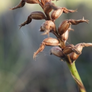 Corunastylis cornuta at Gundaroo, NSW - 2 Aug 2021