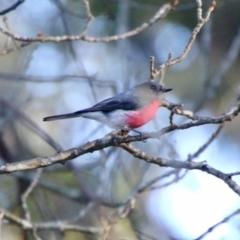 Petroica rosea (Rose Robin) at Mongarlowe River - 4 Aug 2021 by LisaH