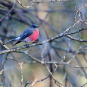 Petroica rosea at Mongarlowe, NSW - 4 Aug 2021