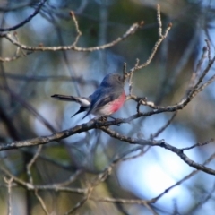 Petroica rosea at Mongarlowe, NSW - 4 Aug 2021