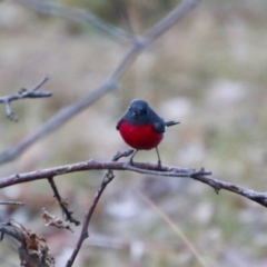 Petroica rosea at Mongarlowe, NSW - suppressed