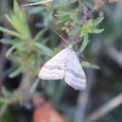 Unidentified Geometer moth (Geometridae) at Moruya, NSW - 3 Aug 2021 by LisaH