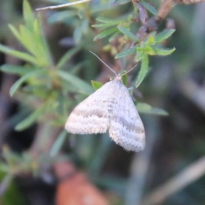 Scopula lydia at Moruya, NSW - suppressed