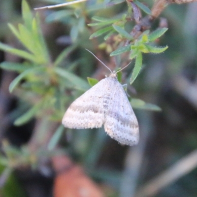 Unidentified Geometer moth (Geometridae) at Moruya, NSW - 3 Aug 2021 by LisaH