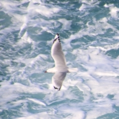 Chroicocephalus novaehollandiae (Silver Gull) at Batemans Marine Park - 3 Aug 2021 by LisaH