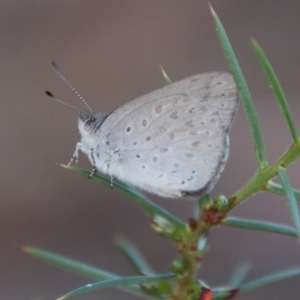 Erina hyacinthina at Moruya, NSW - 3 Aug 2021