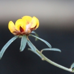 Pultenaea daphnoides (Large-leaf Bush-pea) at Moruya, NSW - 3 Aug 2021 by LisaH