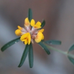 Pultenaea daphnoides at Moruya, NSW - suppressed