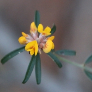 Pultenaea daphnoides at Moruya, NSW - 3 Aug 2021