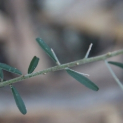 Pultenaea daphnoides at Moruya, NSW - suppressed