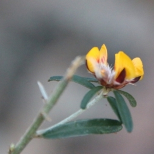 Pultenaea daphnoides at Moruya, NSW - 3 Aug 2021